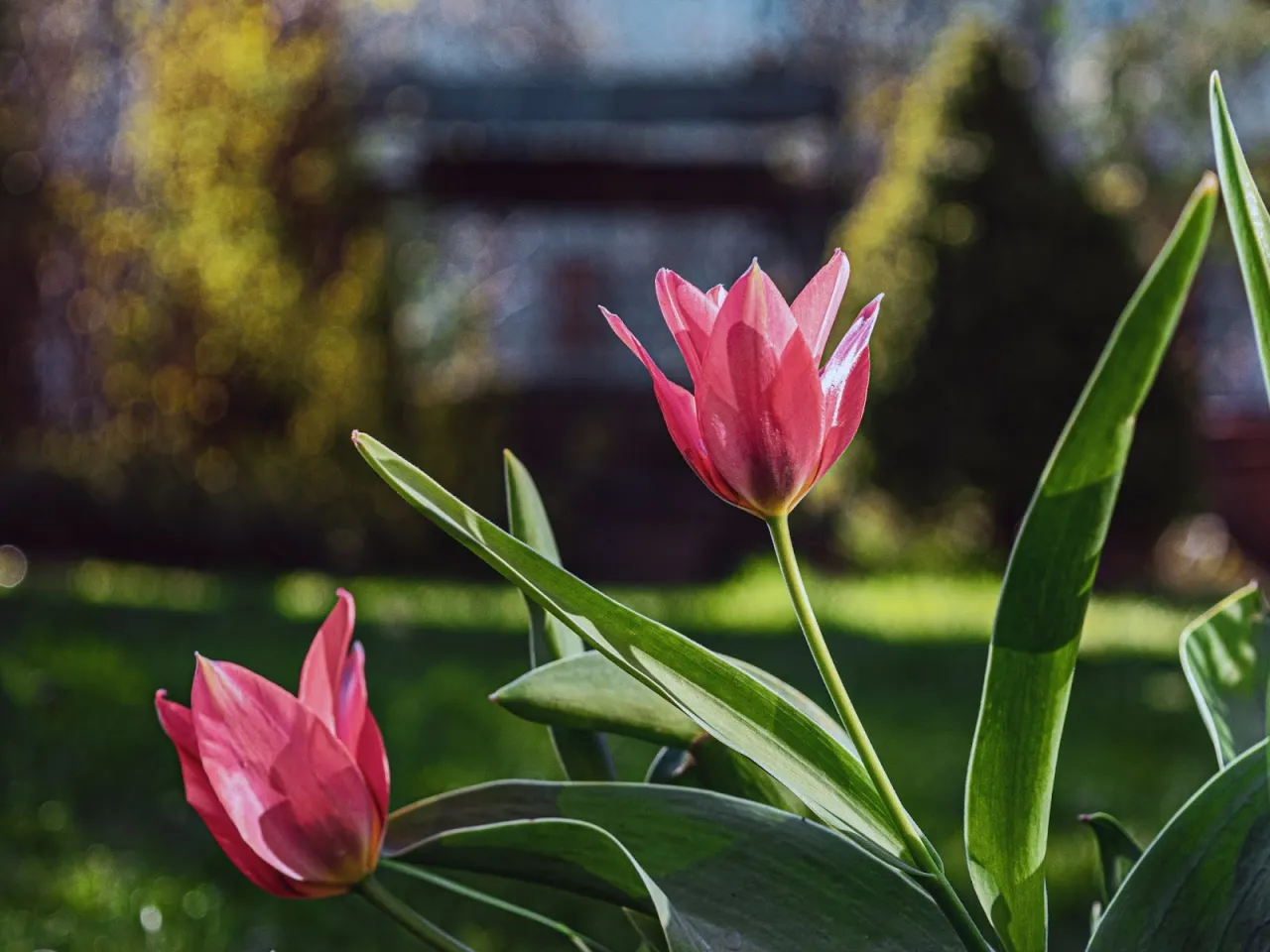 Portret obiektywem 18-55mm bokeh