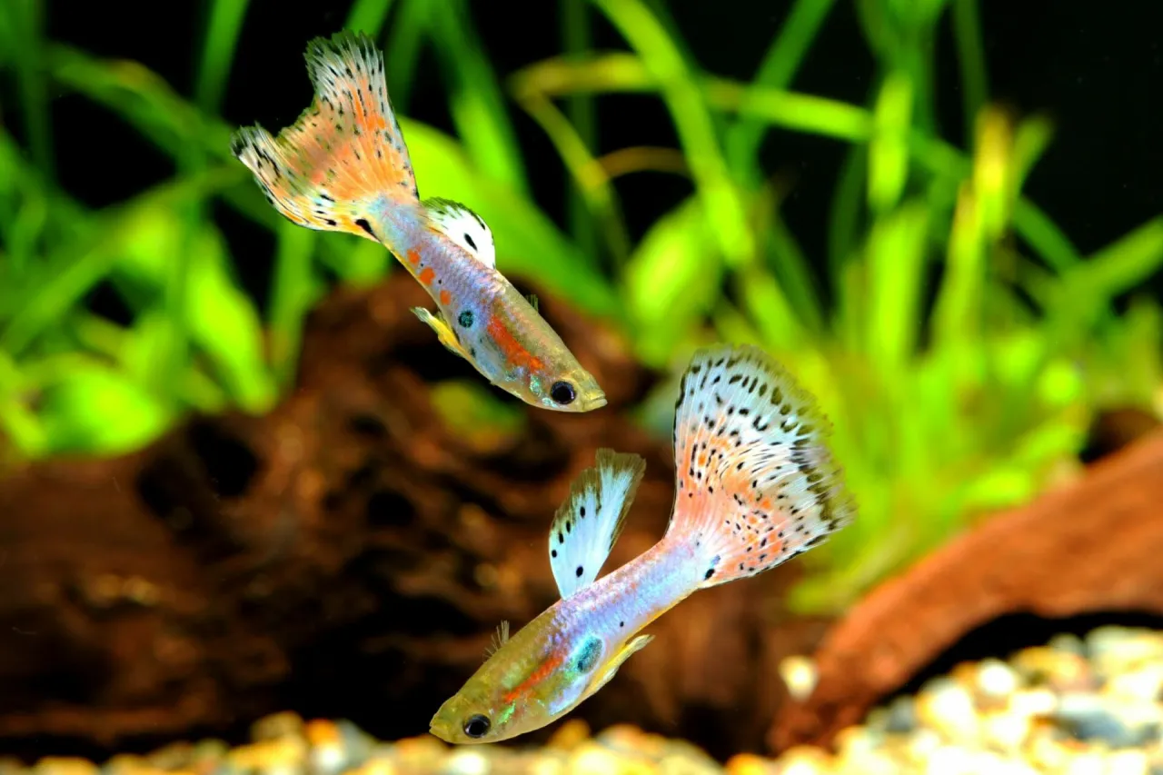 Gupiki w akwarium towarzyskim