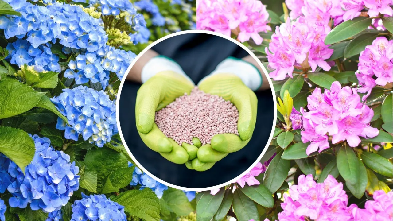 pielęgnacja rododendron&oacute;w długie kwitnienie