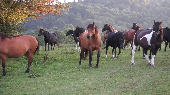 Konie huculskie w Bieszczadach