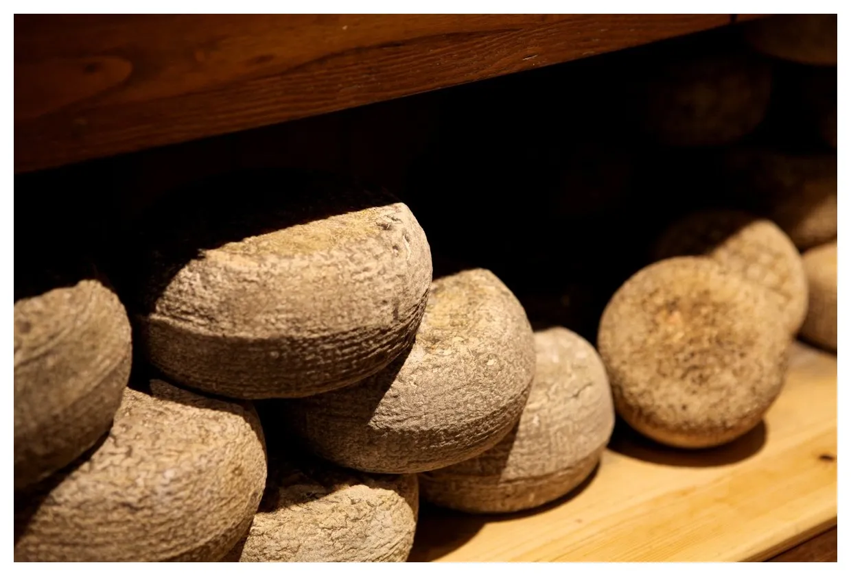 różne sery owcze, Pecorino, Roquefort, Manchego, Oscypek