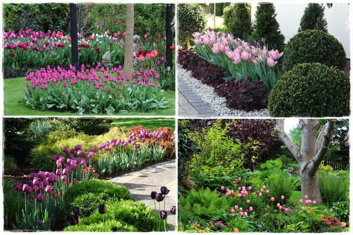 kwitnące tulipany w ogrodzie