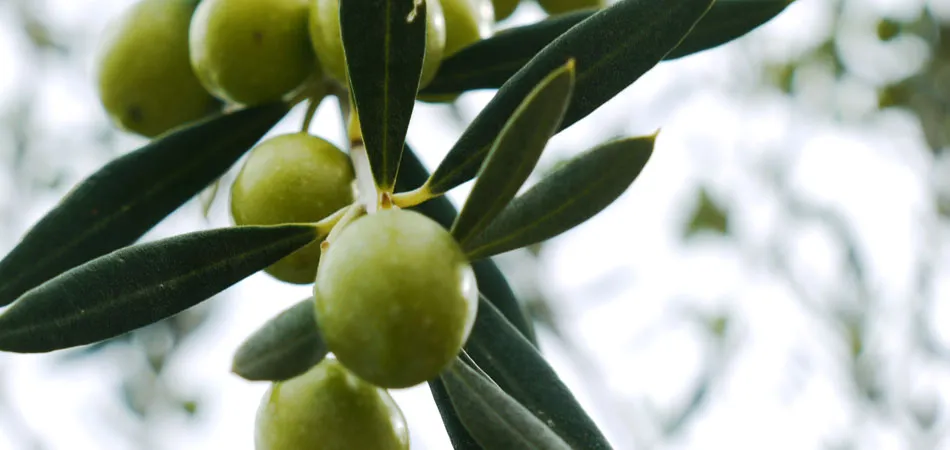 r&oacute;żne kolory oliwek na gałązce