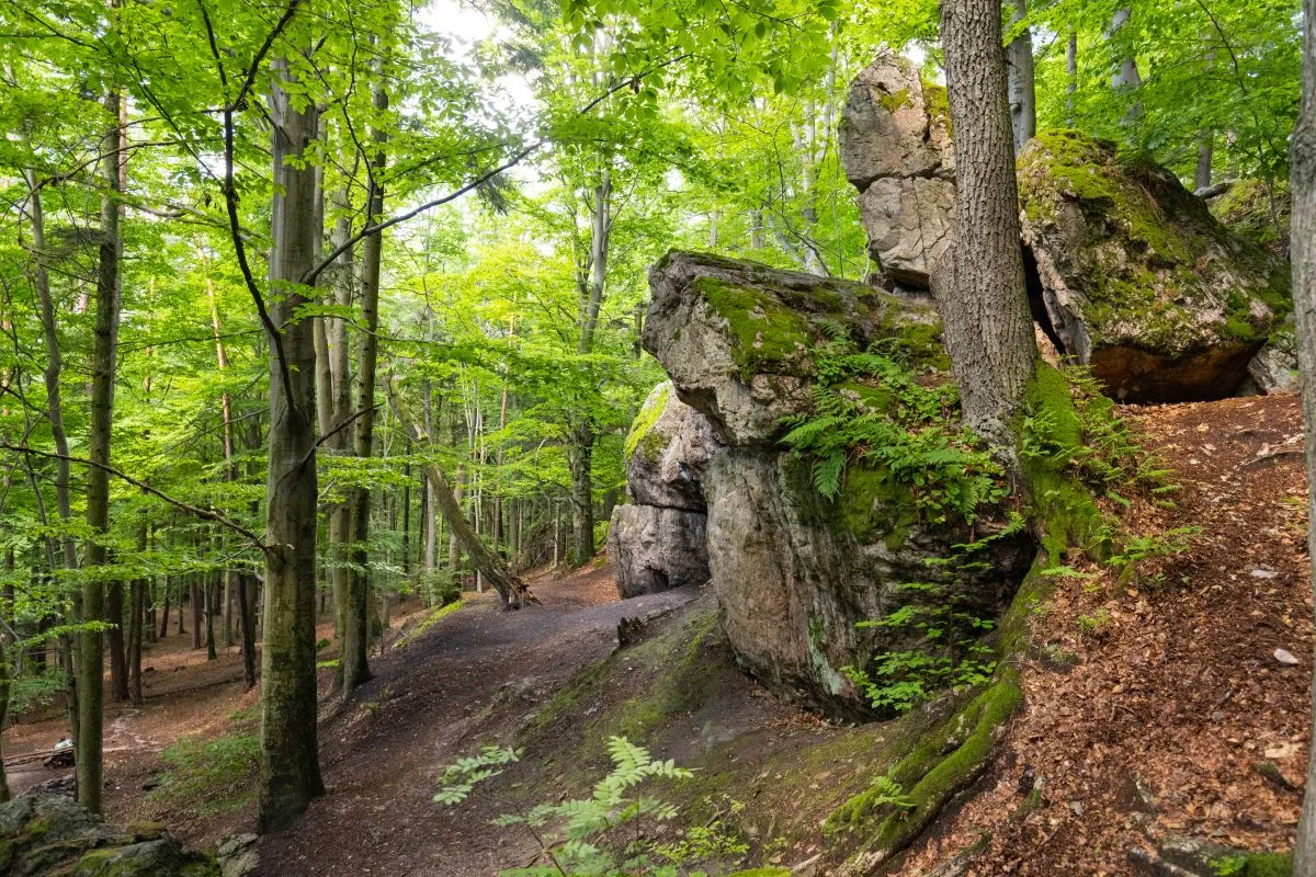 Leśna ścieżka w rezerwacie przyrody Węże, wśr&oacute;d buk&oacute;w i omszałych skał.