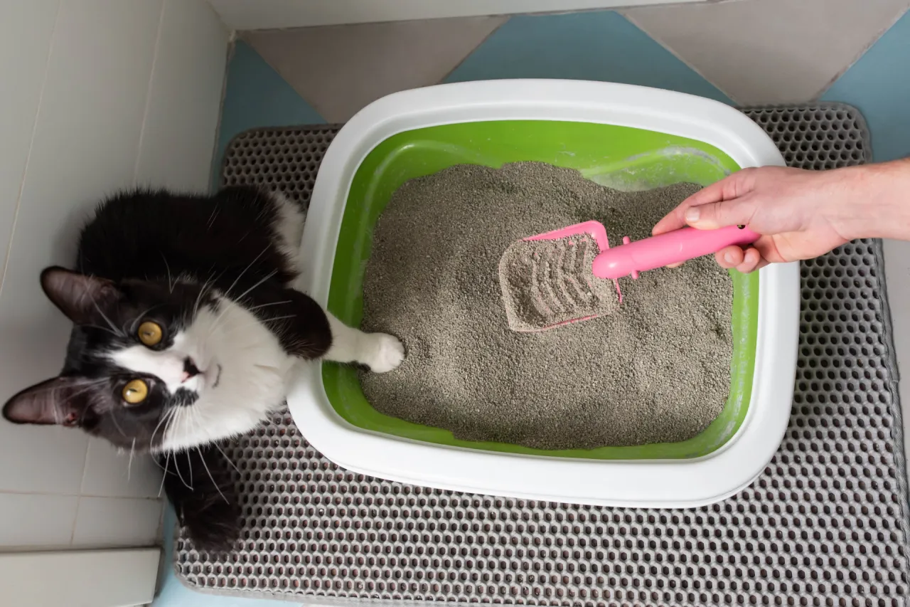 kotka pije wodę miska fontanna