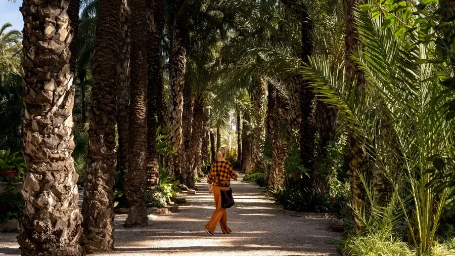 Gaj palmowy Elche UNESCO