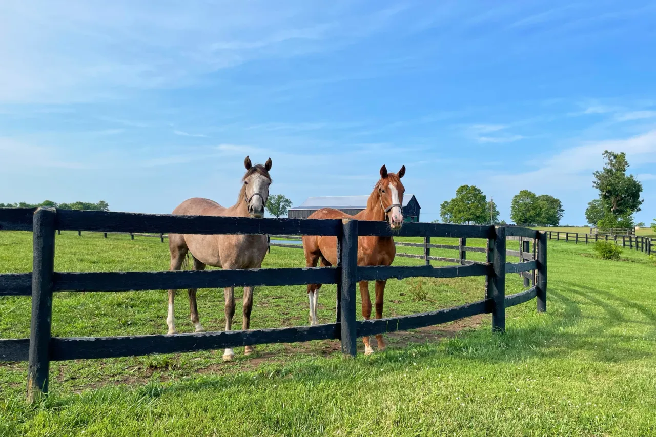 przywoływanie konia z pastwiska