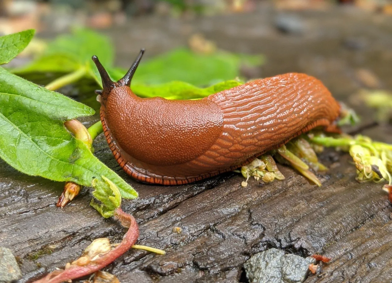 Ślimaki nagie i skorupowe w ogrodzie r&oacute;żnice