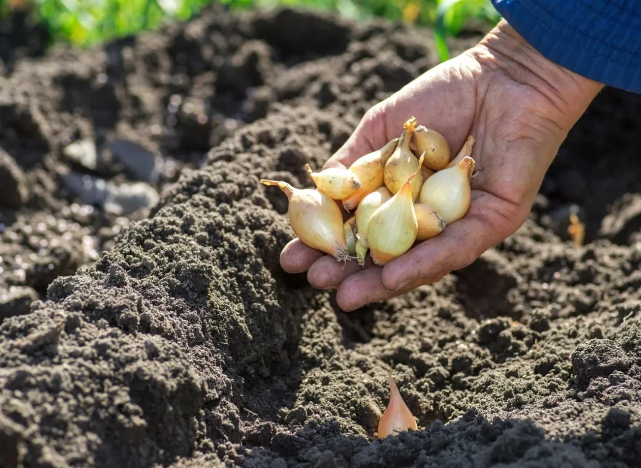cebula dymka sadzenie wiosenne jesienne
