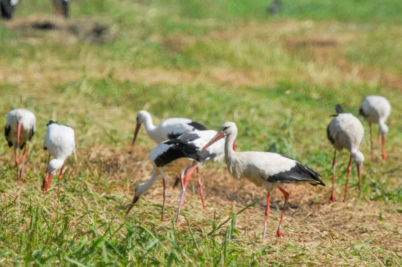 Bociany, jak ptaki odlatują na zimę, gromadzą się na łące. To jak wielka familiada przed podr&oacute;żą.