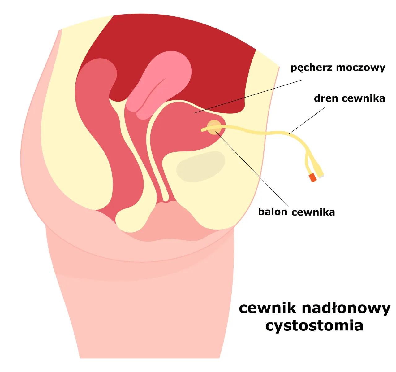Urolog w gabinecie, rozmowa z pacjentem, schemat układu moczowego