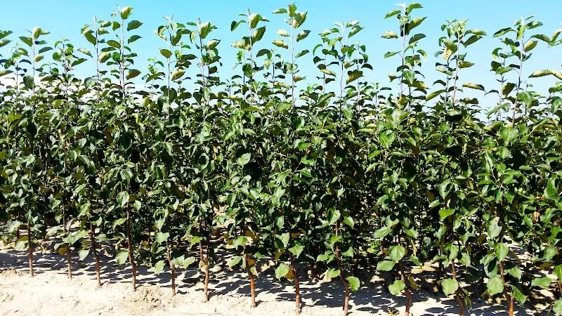 Drzewa owocowe r&oacute;żne gatunki sadzonki