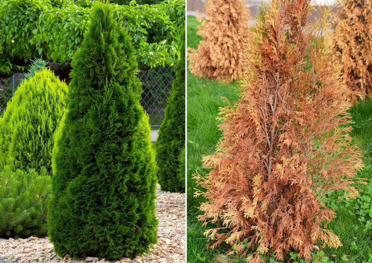 tuja z objawami przenawożenia lub niedoboru