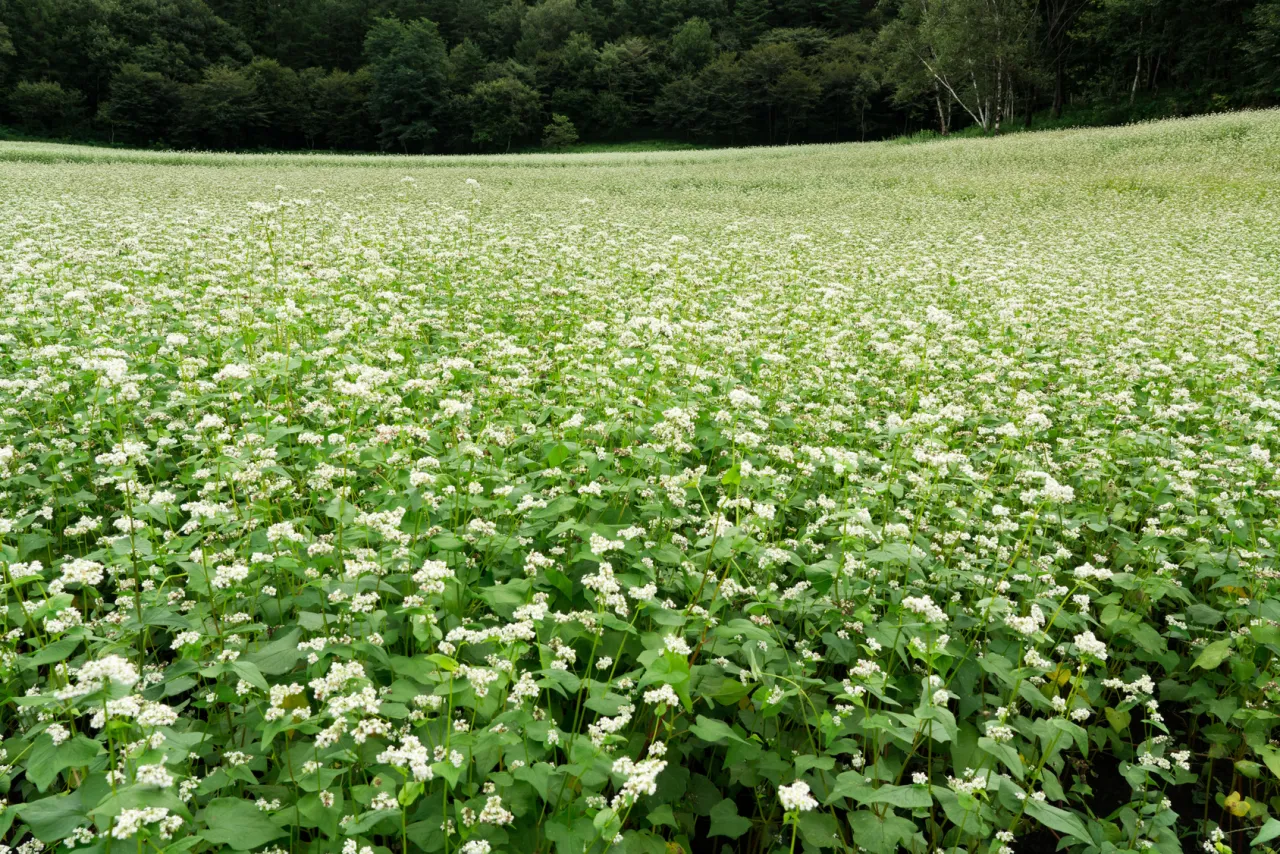 Pole gryki uprawa gleba
