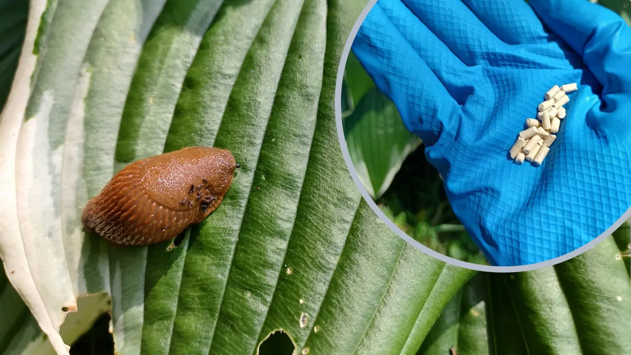 ślimaki w tunelu foliowym