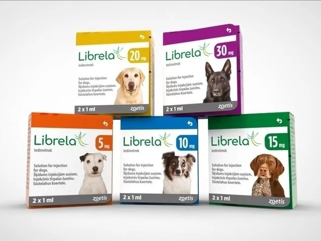pies dostaje zastrzyk weterynarz Librela