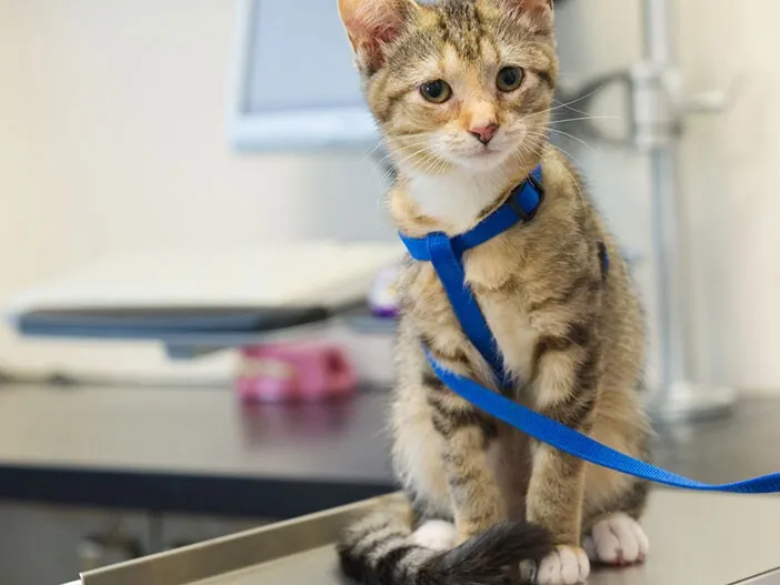 Mały, zdrowy kotek w wieku 4-6 miesięcy