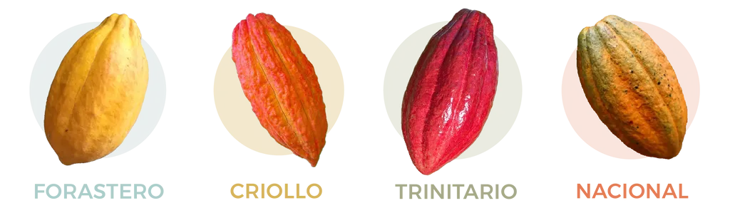 Por&oacute;wnanie ziaren kakao Criollo Forastero Trinitario