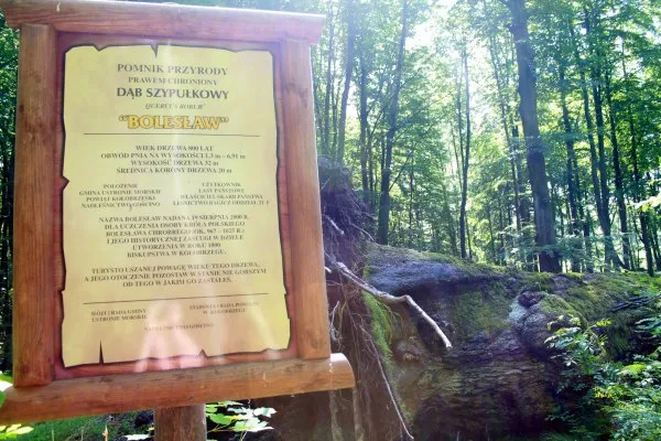 Dąb Bolesław Ustronie Morskie