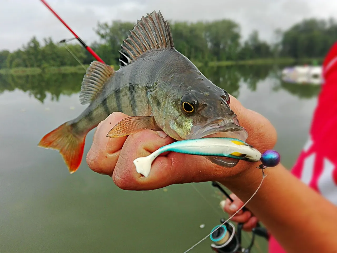 Okoń złowiony na spinning, z przynętą w pysku. Pokazuje, jak złowić okonia na spinning.