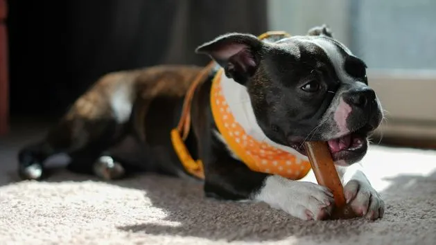 niebezpieczne gryzaki dla szczeniaka