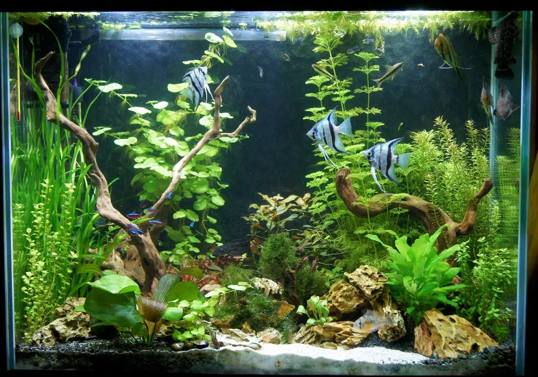 akwarium dla skalarów aranżacja