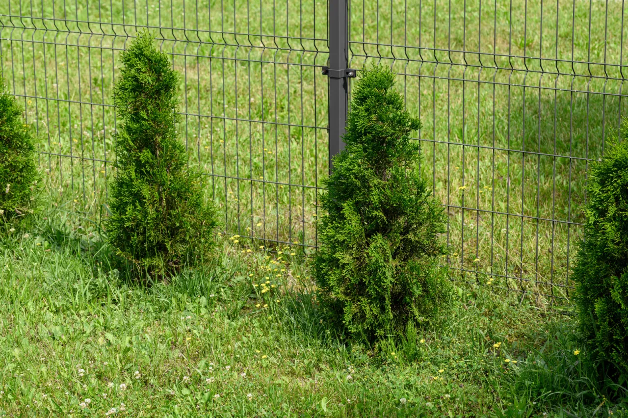 błędy sadzenia roślin przy ogrodzeniu