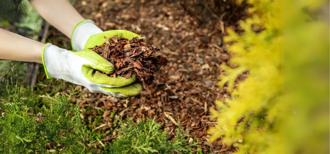 ogrodnik ściółkujący rośliny zrębkami