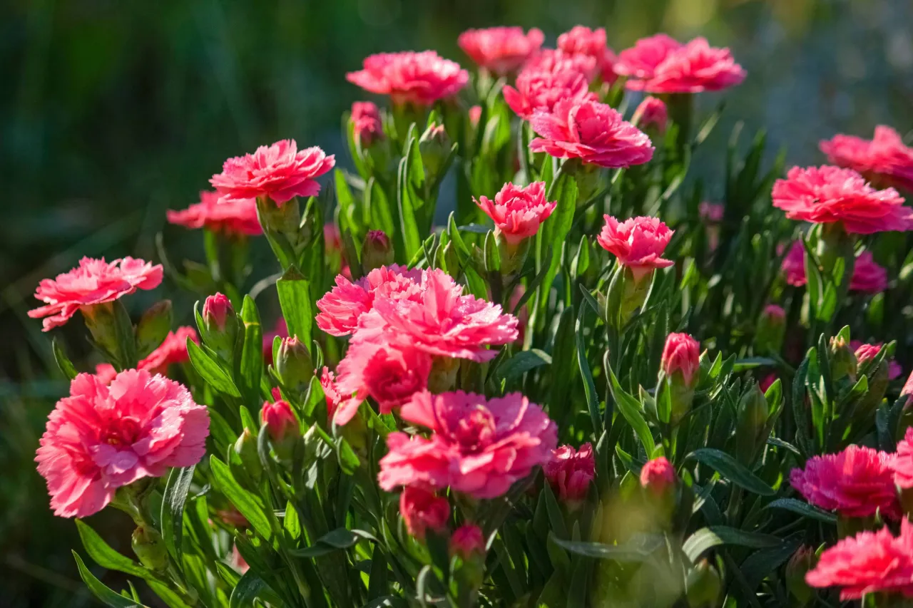 goździki ogrodowe na słońcu