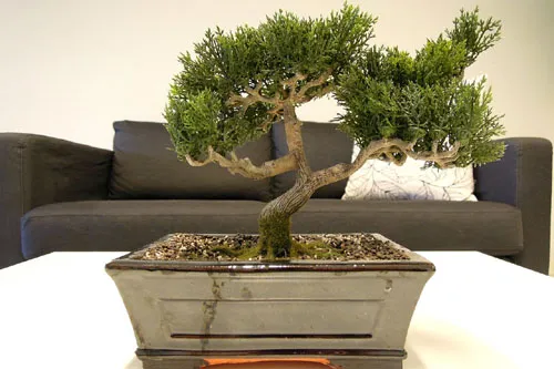 różne style drzewek bonsai