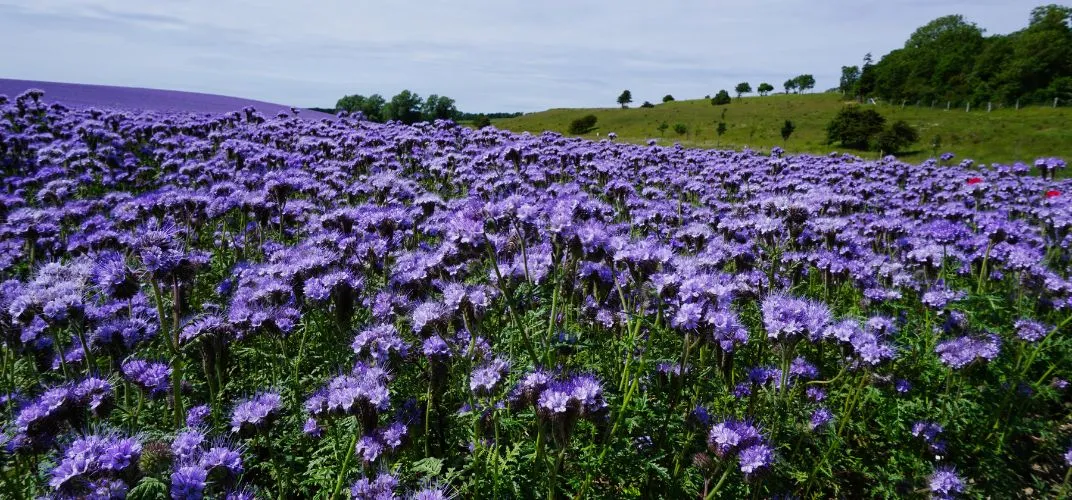 Kalendarz siewu facelii