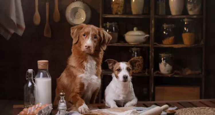 toksyczne składniki dla psa w ciastkach