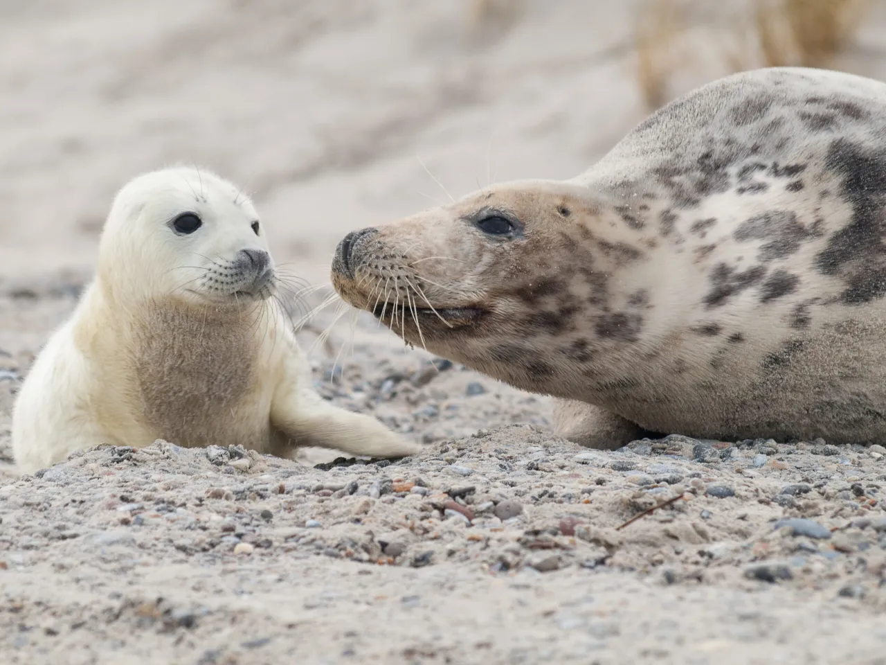 foka szara bałtycka mewia łacha