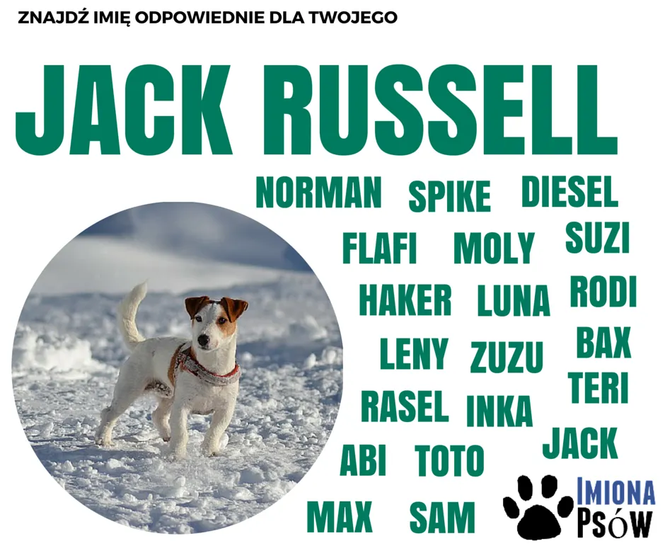 popularne imiona dla ps&oacute;w infografika