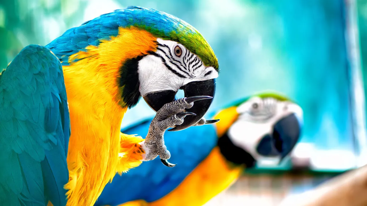 toksyczne jedzenie dla papug