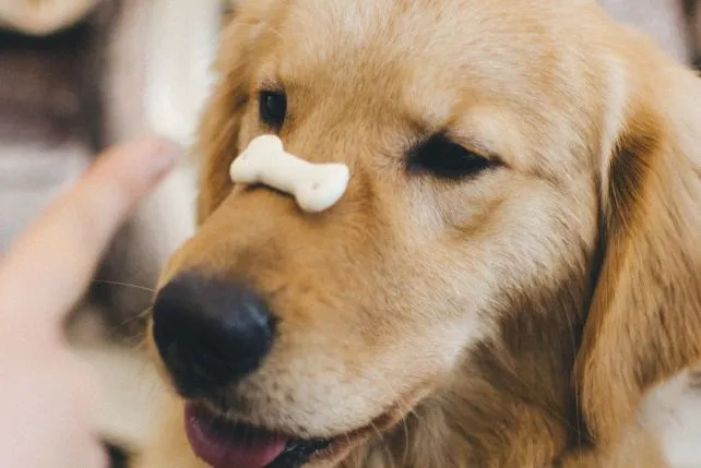 Właściciel psa podaje smakołyki szczeniakowi