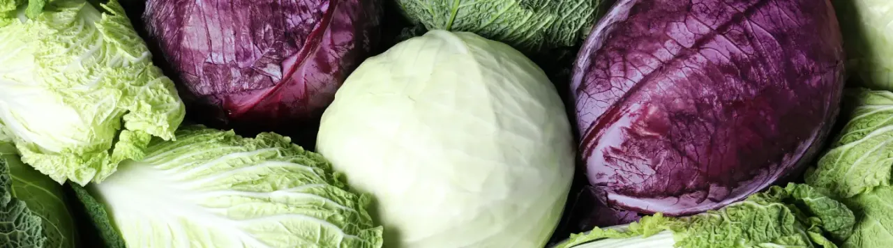 różne odmiany kapusty