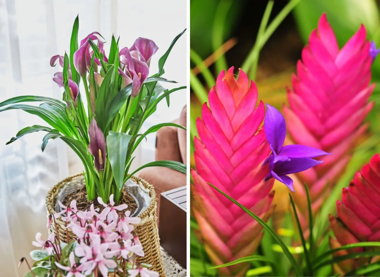 rośliny doniczkowe prezent dla nauczyciela