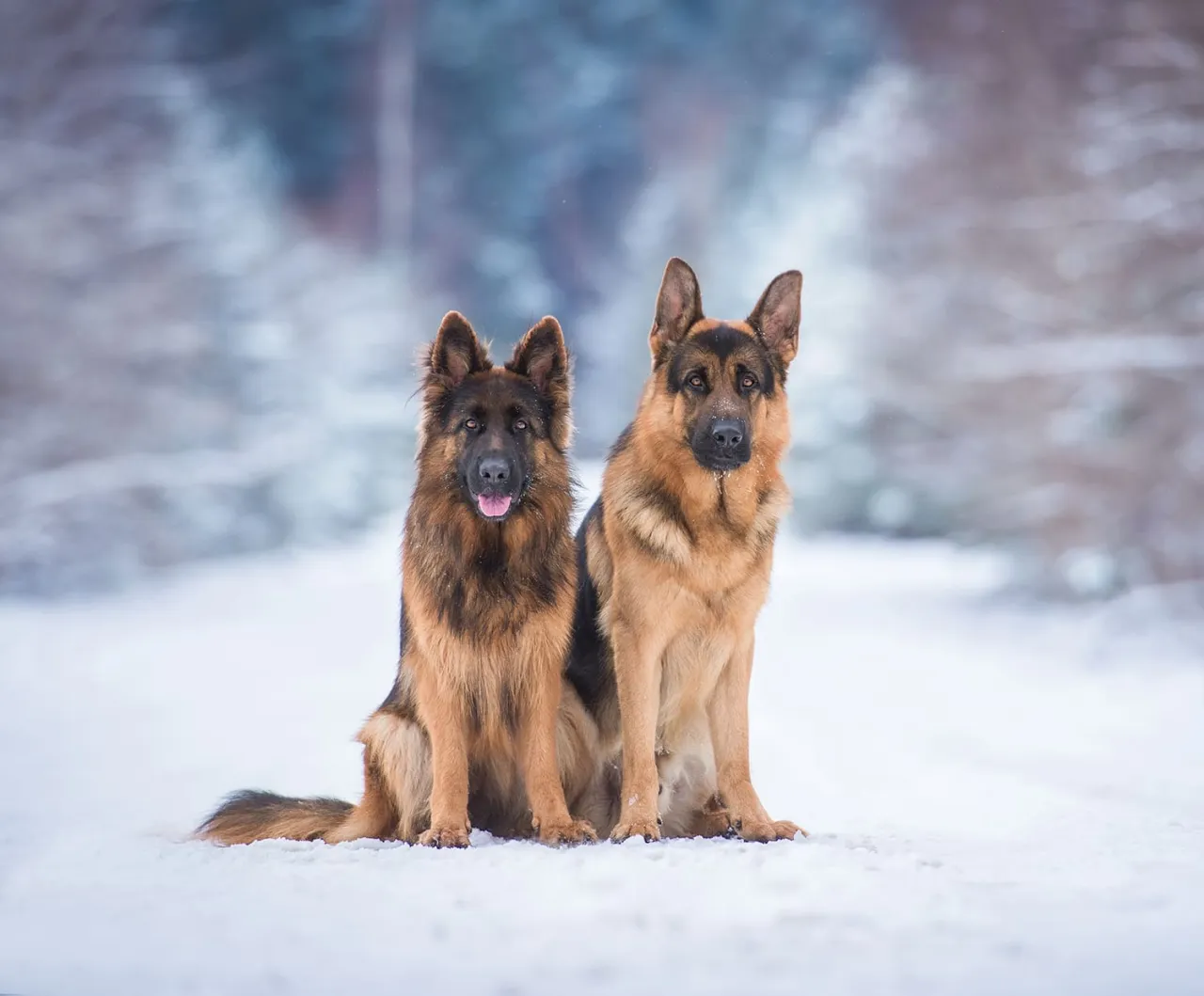 Owczarek niemiecki dorosły samiec i suka