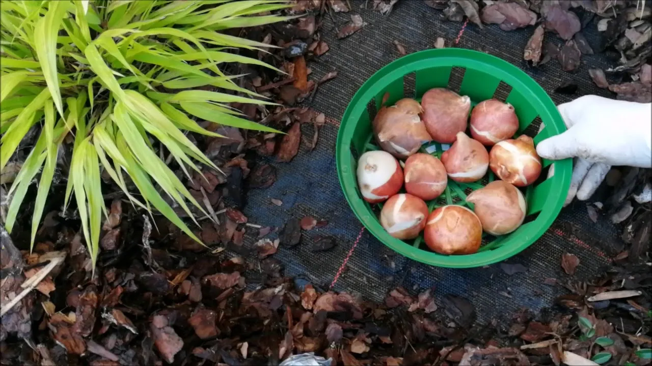 Sadzenie cebulek tulipan&oacute;w w koszyczkach