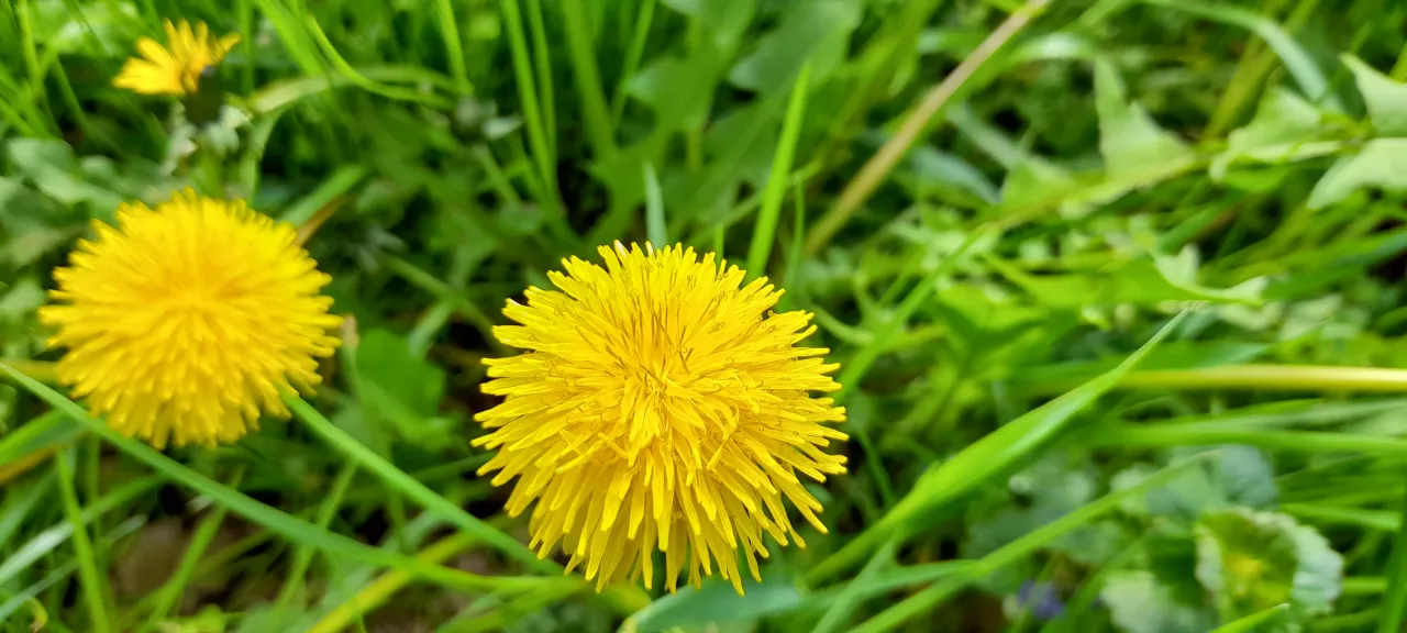 Mniszek lekarski identyfikacja