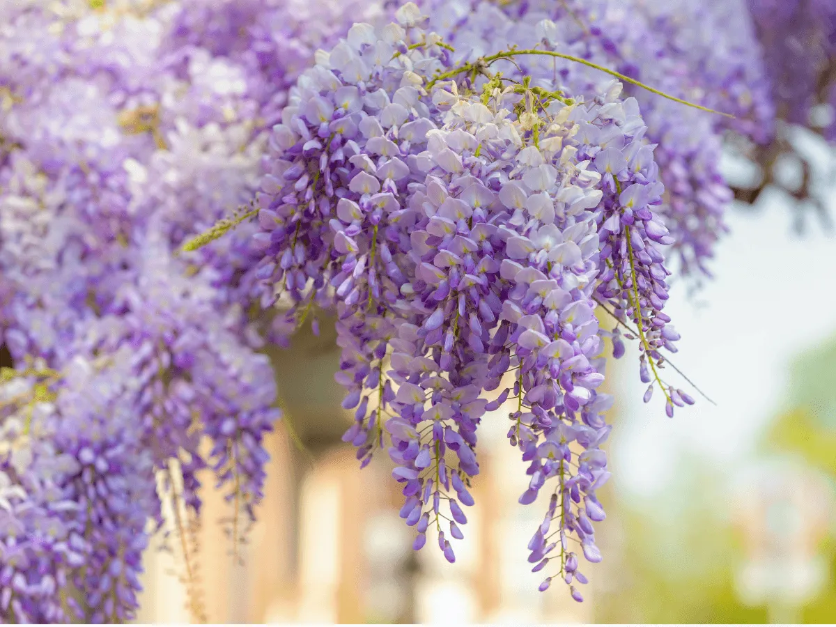 kwitnąca wisteria