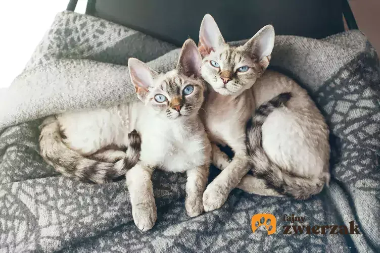 Devon Rex z rodziną
