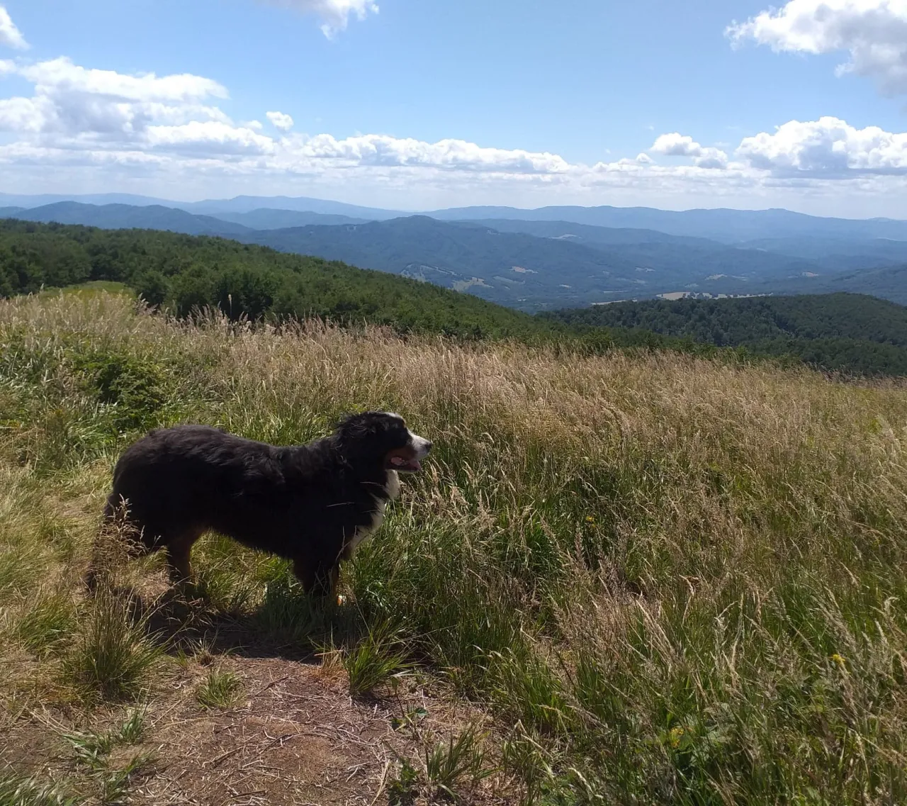 Pies w Bieszczadach na szlaku