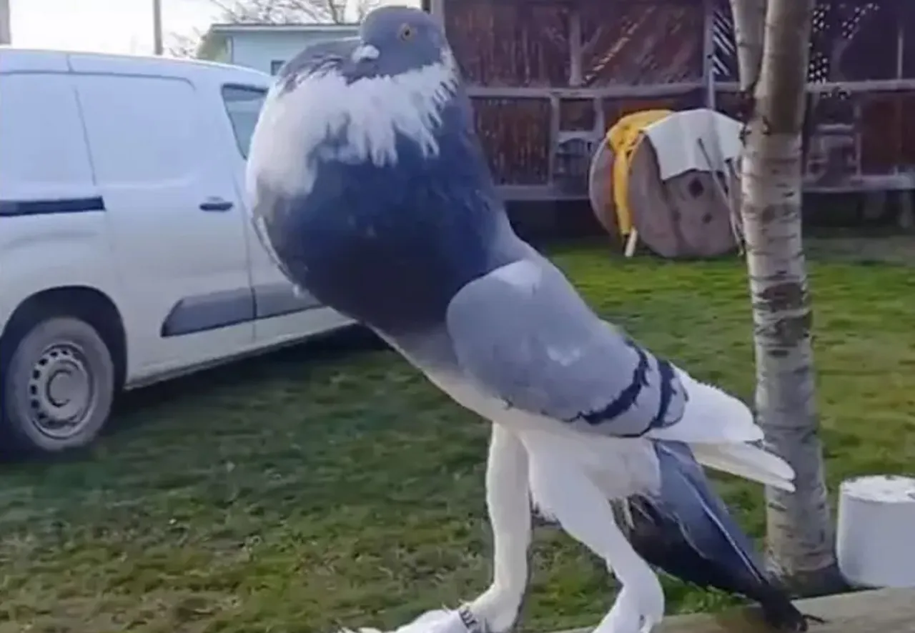 gołąb w zabawnej sytuacji