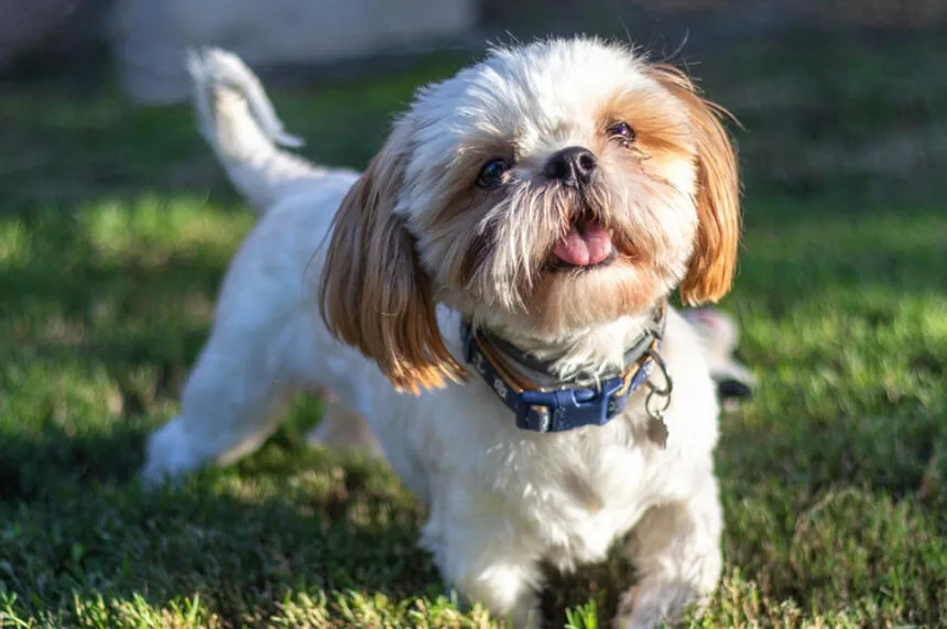 różne rasy psów, pies aktywny i pies senior