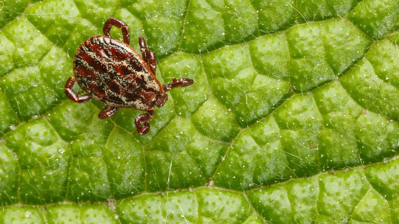 Kleszcz na drzewie vs. kleszcz na trawie mit