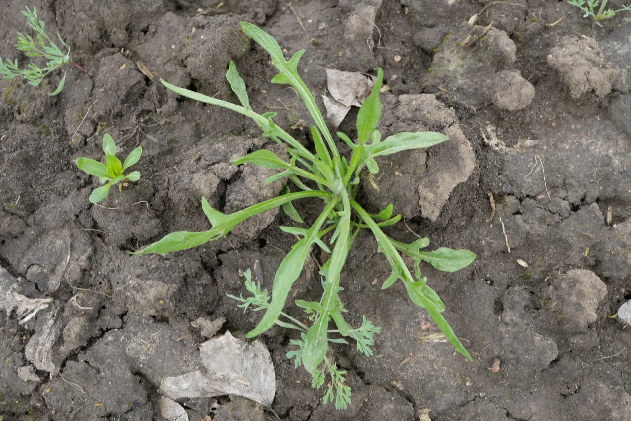 Najczęściej spotykane chwasty polne w Polsce zdjęcia