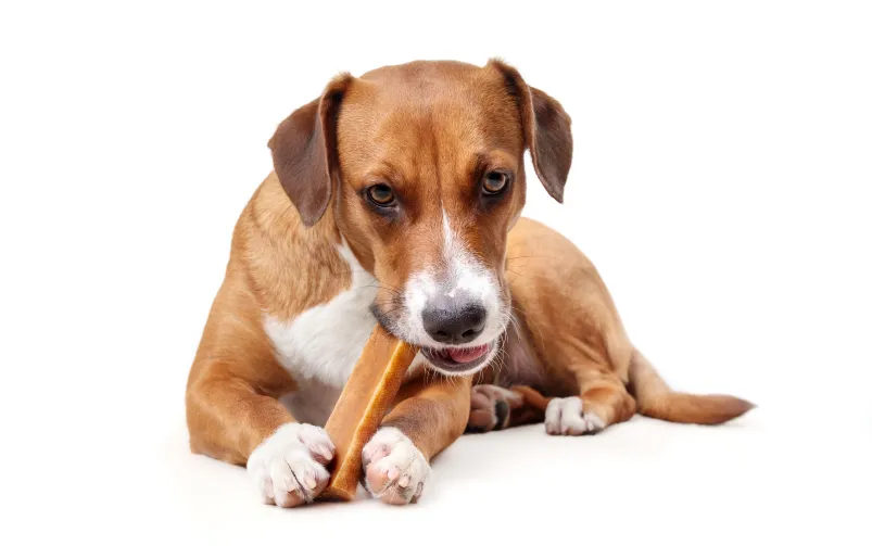 Pies gryzący ser himalajski pod nadzorem