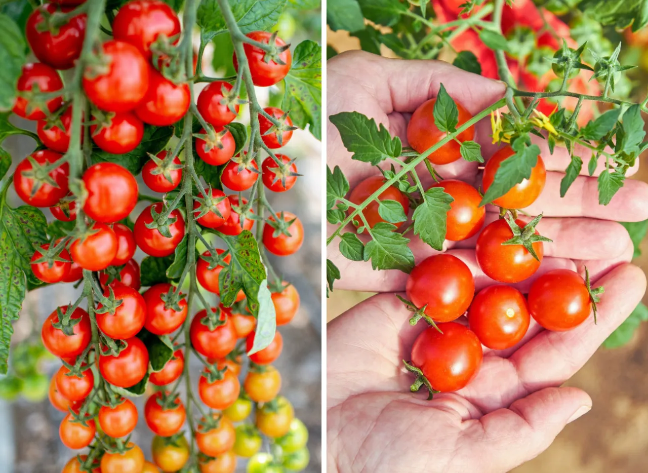 r&oacute;żne typy wzrostu pomidor&oacute;w koktajlowych